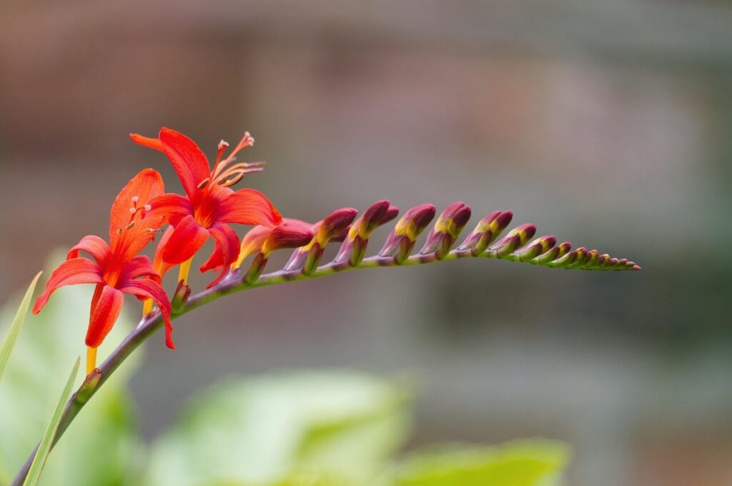 Montbretia crocosmia