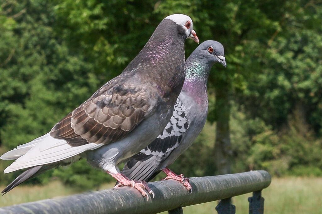 hoe oud worden duiven