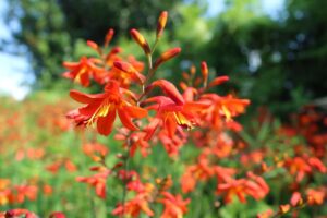 crocosmia