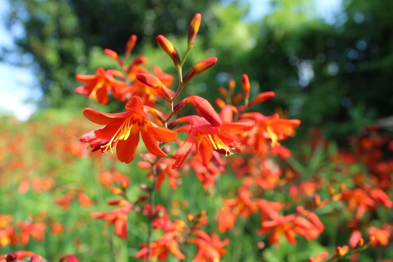 crocosmia