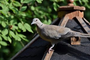 duiven verjagen