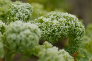 moestuin onderhoud in de winter