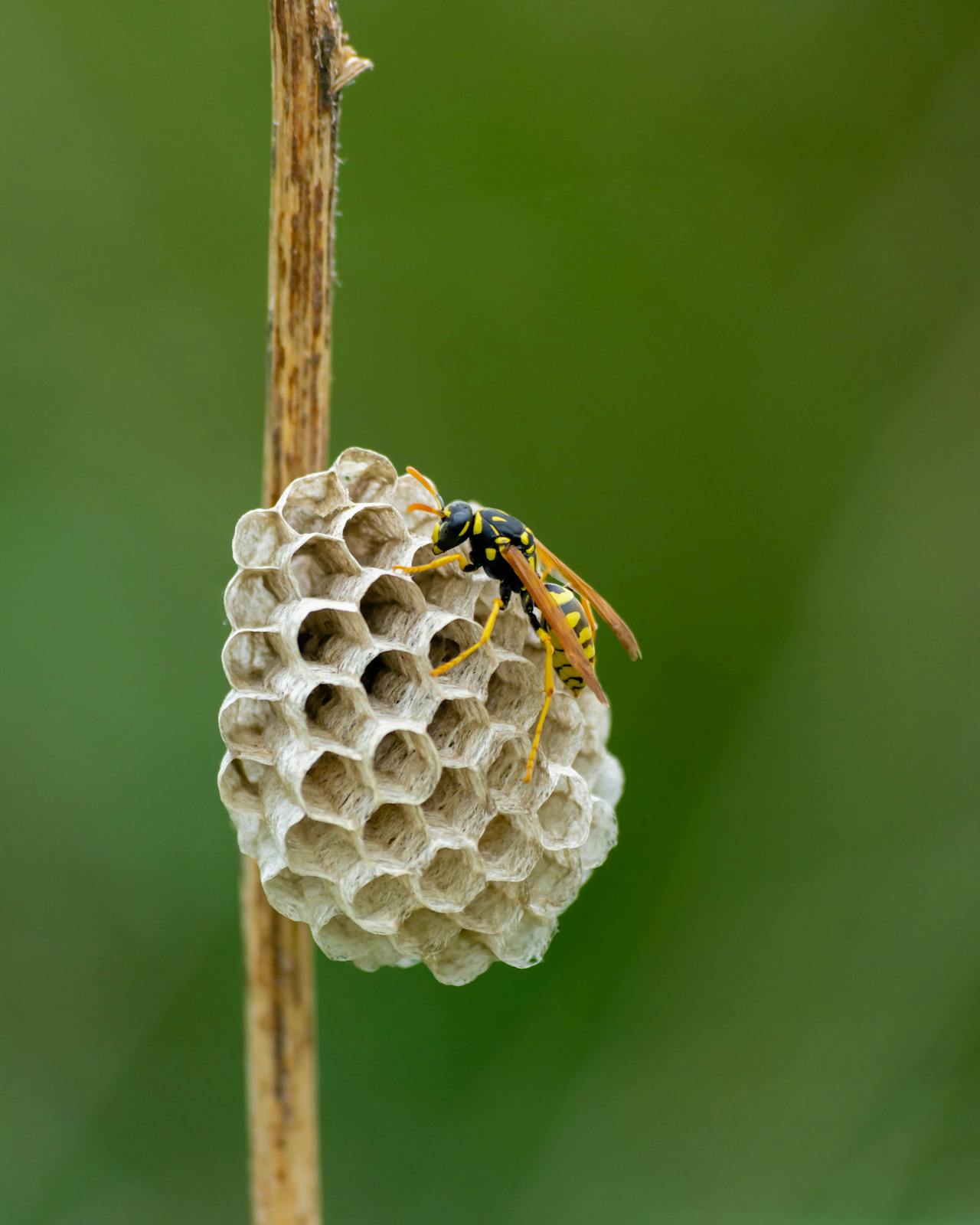 papierwesp