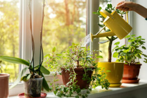 planten water geven hoe doe je dat op de beste manier?